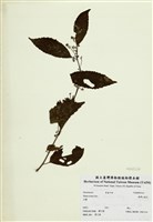 藏品(臺灣山桂花)的圖片